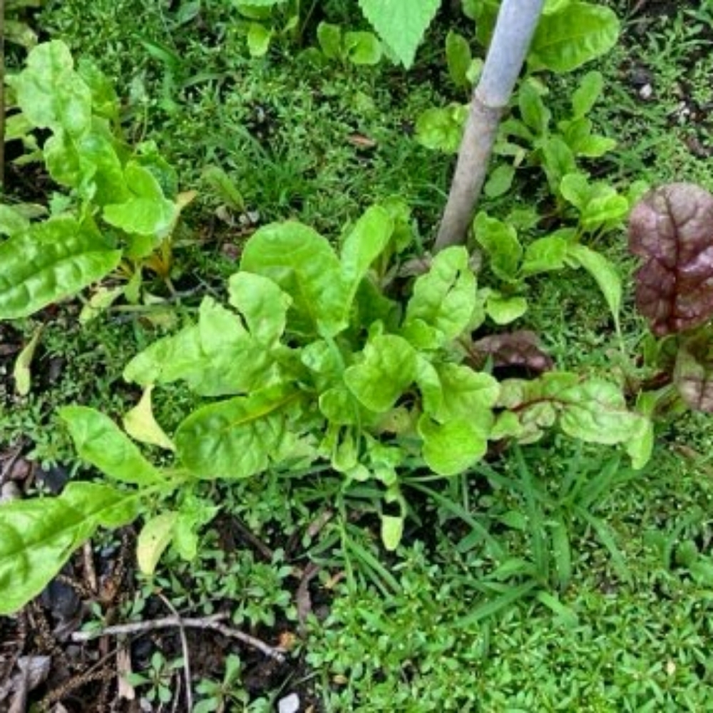 Garden DONATION Non GMO Seeds And  gift for your support. - Picture 13 of 16